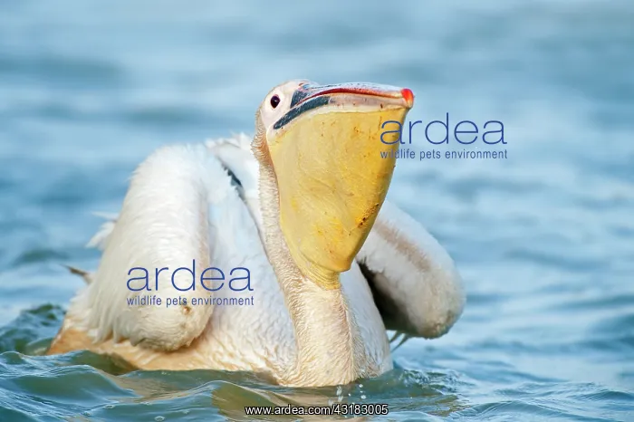 : Great White Pelican : Great White Pelican