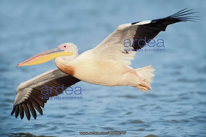 : Great White Pelican : Great White Pelican