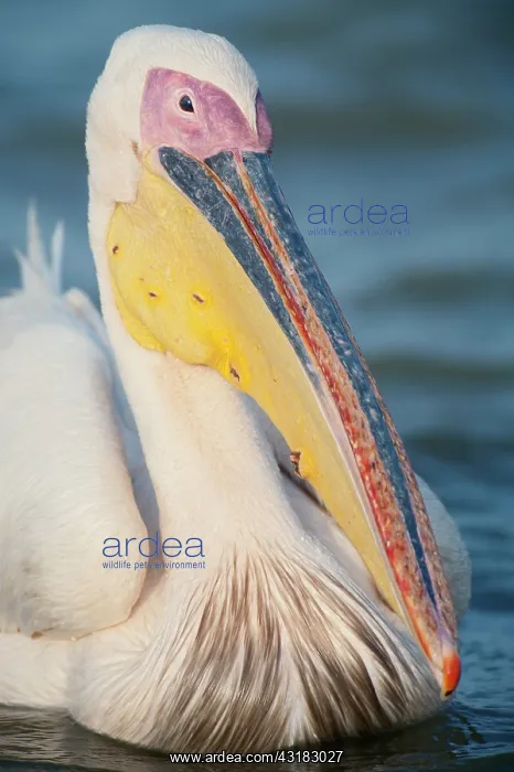 : Great White Pelican : Great White Pelican