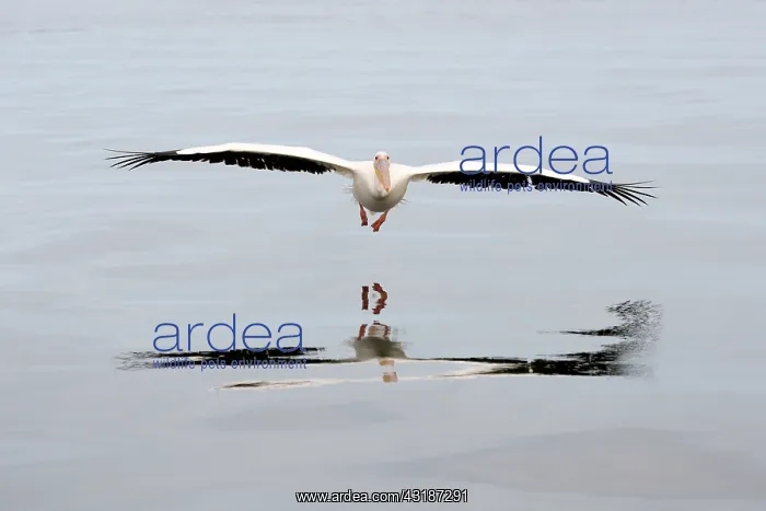 : Great White Pelican : Great White Pelican