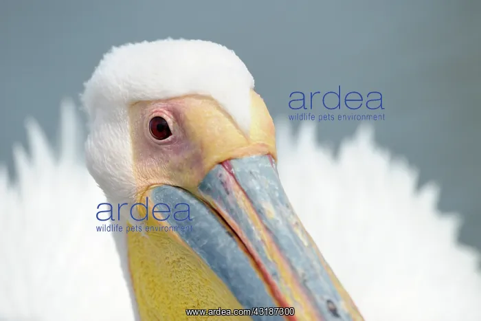 : Great White Pelican : Great White Pelican
