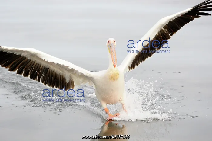 : Great White Pelican : Great White Pelican