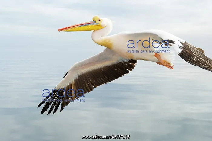 : Great White Pelican : Great White Pelican