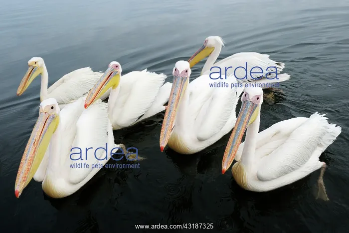 : Great White Pelican : Great White Pelican