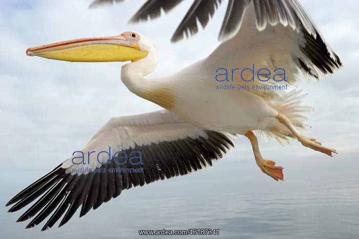  : Great White Pelican