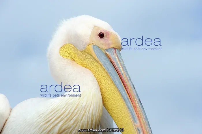 : Great White Pelican : Great White Pelican