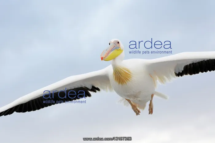 : Great White Pelican : Great White Pelican