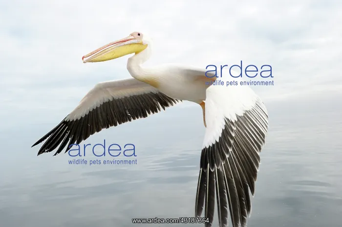 : Great White Pelican : Great White Pelican
