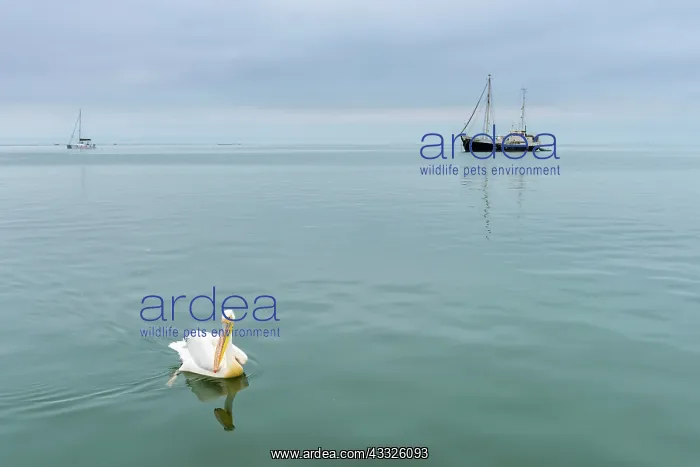 : Great White Pelican : Great White Pelican