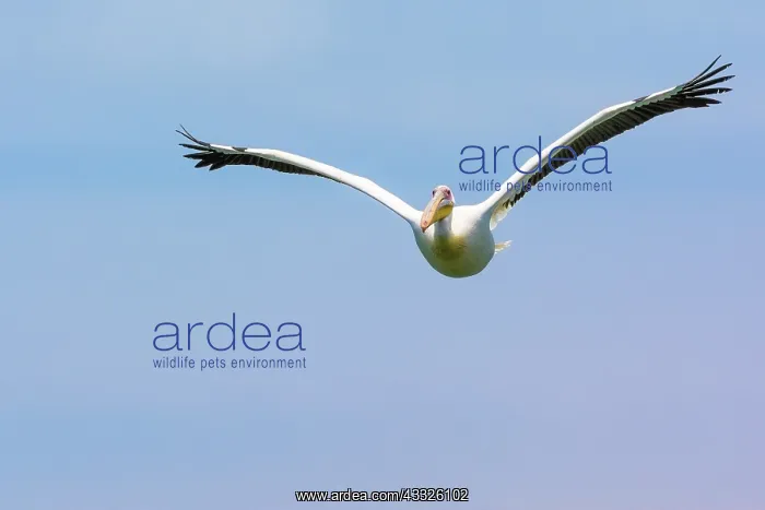 : Great White Pelican : Great White Pelican