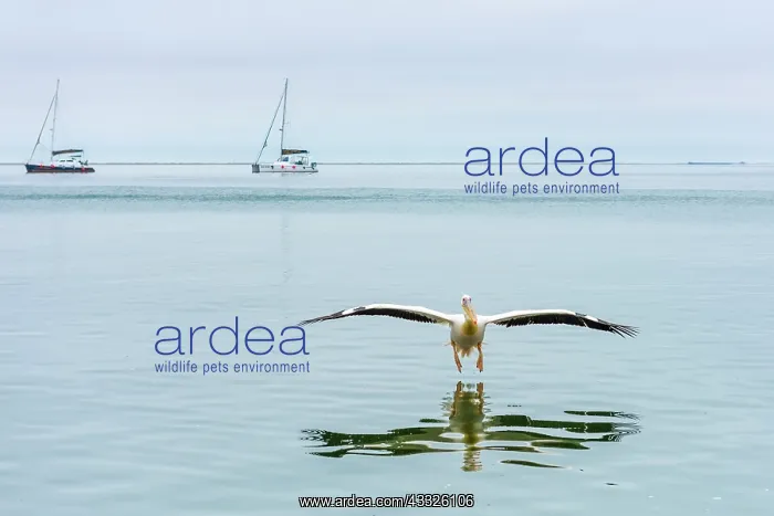 : Great White Pelican : Great White Pelican