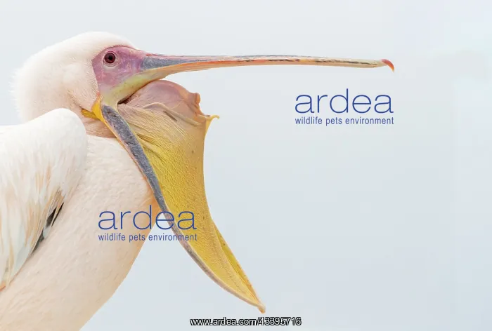 : GREAT WHITE PELICAN : GREAT WHITE PELICAN