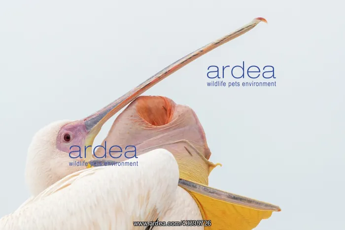 : GREAT WHITE PELICAN : GREAT WHITE PELICAN