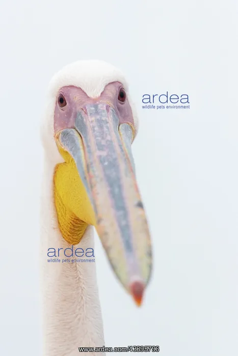 : GREAT WHITE PELICAN : GREAT WHITE PELICAN