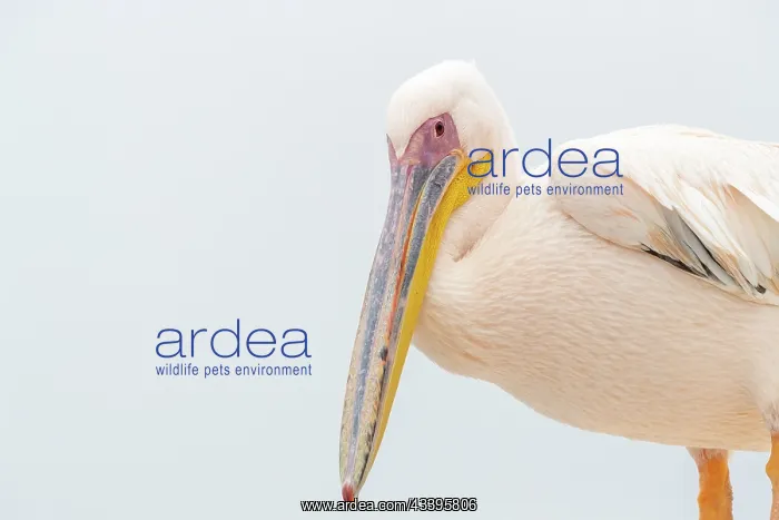  : GREAT WHITE PELICAN