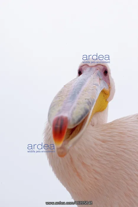 : GREAT WHITE PELICAN : GREAT WHITE PELICAN