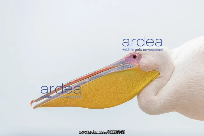 : GREAT WHITE PELICAN : GREAT WHITE PELICAN
