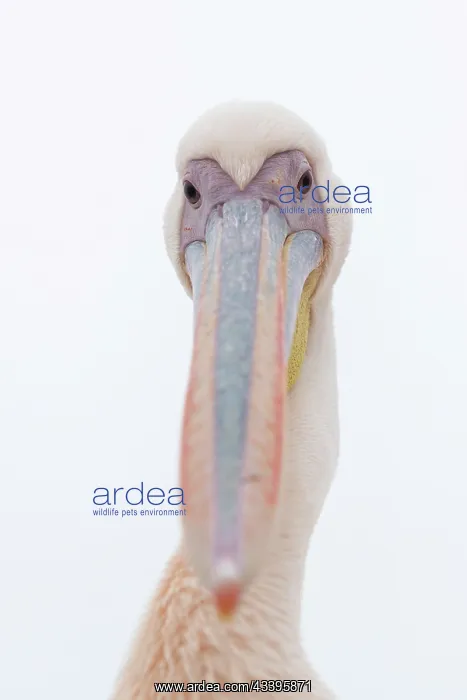 : GREAT WHITE PELICAN : GREAT WHITE PELICAN