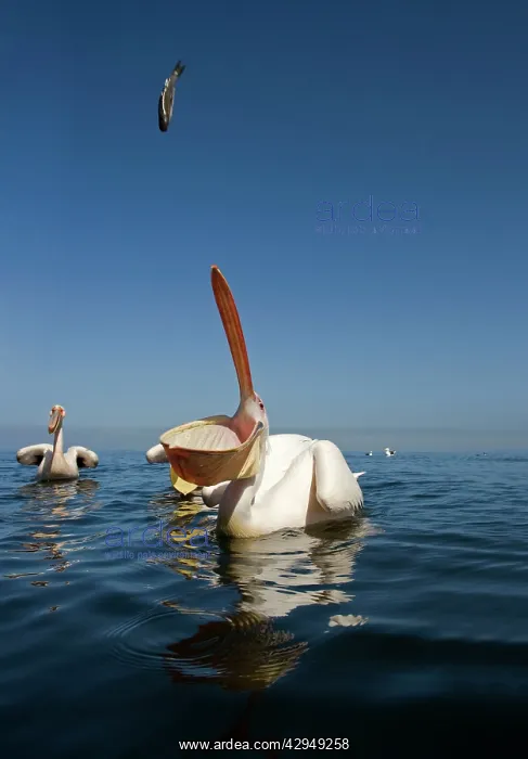 : Great White Pelican - catching a fish thrown out : Great White Pelican - catching a fish thrown out