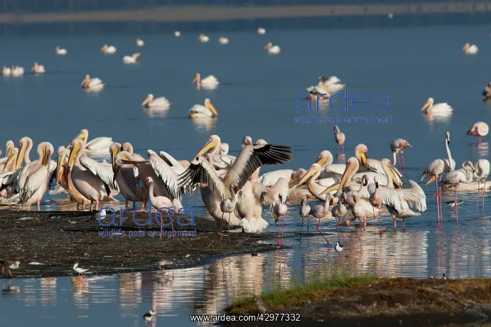 : Great White Pelican - feeding with Greater Flamingo : Great White Pelican - feeding with Greater Flamingo