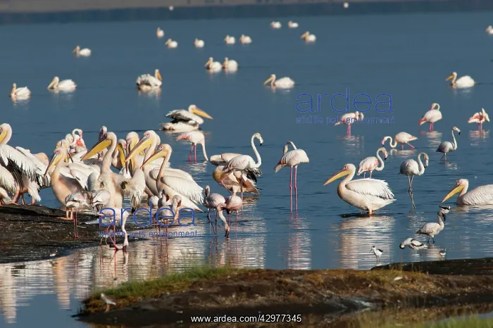 : Great White Pelican - feeding with Greater Flamingo : Great White Pelican - feeding with Greater Flamingo