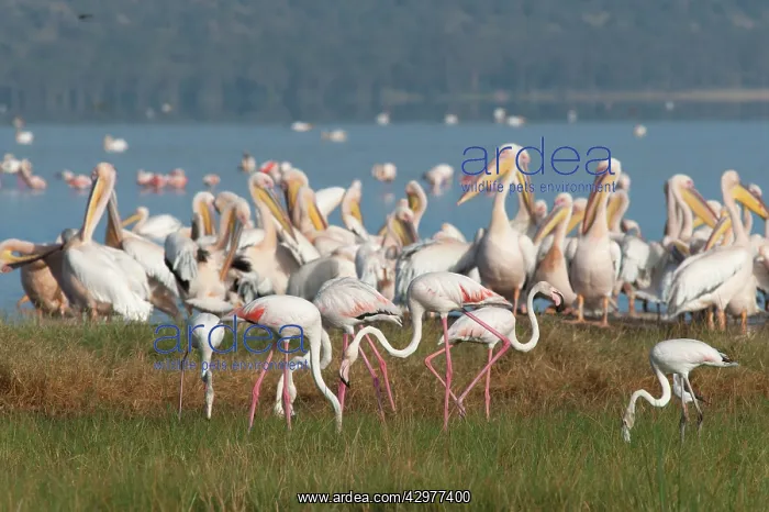 : Great White Pelican - feeding with Greater Flamingo : Great White Pelican - feeding with Greater Flamingo