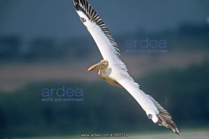  : Great White Pelican - in flight