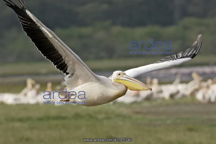 : Great White Pelican - in flight : Great White Pelican - in flight