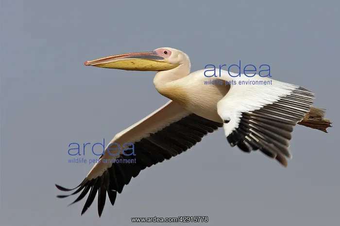 : Great White pelican - in flight : Great White pelican - in flight