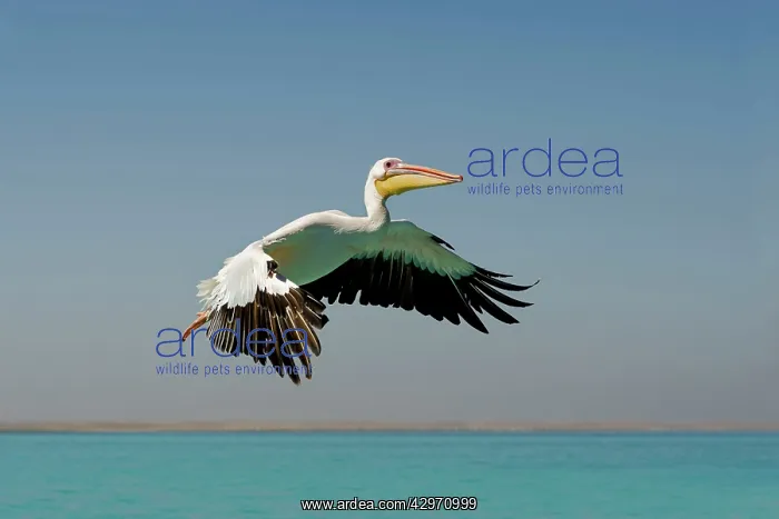 : Great White Pelican - in flight : Great White Pelican - in flight