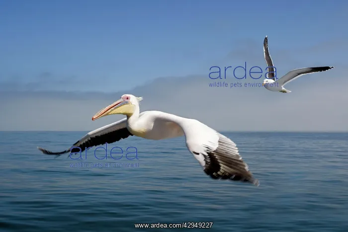 : Great White Pelican - In flight over the Atlantic : Great White Pelican - In flight over the Atlantic