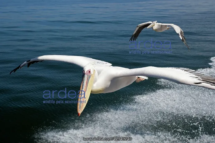 : Great White Pelican - In flight over the Atlantic : Great White Pelican - In flight over the Atlantic