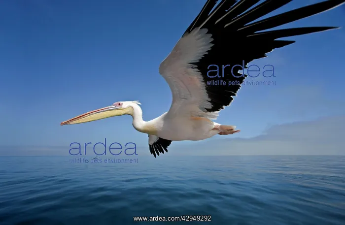 : Great White Pelican - In flight over the Atlantic : Great White Pelican - In flight over the Atlantic
