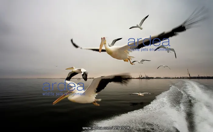 : Great White Pelican - In flight over the Atlantic : Great White Pelican - In flight over the Atlantic