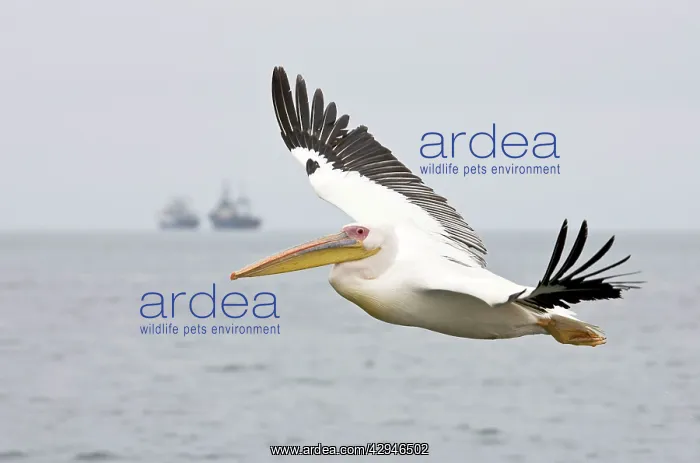 : Great White Pelican - In flight with Fishing Trawler : Great White Pelican - In flight with Fishing Trawler