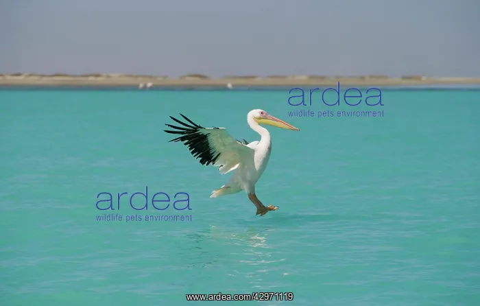 : Great White Pelican - in flight landing on water : Great White Pelican - in flight landing on water