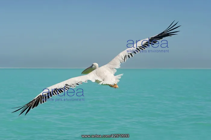 : Great White Pelican - in flight over the ocean : Great White Pelican - in flight over the ocean