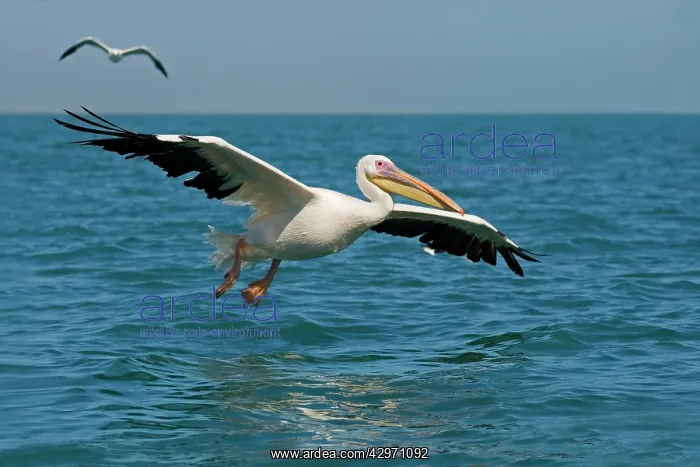 : Great White Pelican - in flight over the ocean : Great White Pelican - in flight over the ocean