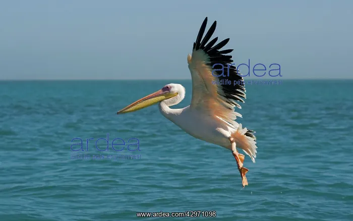 : Great White Pelican - in flight over the ocean : Great White Pelican - in flight over the ocean