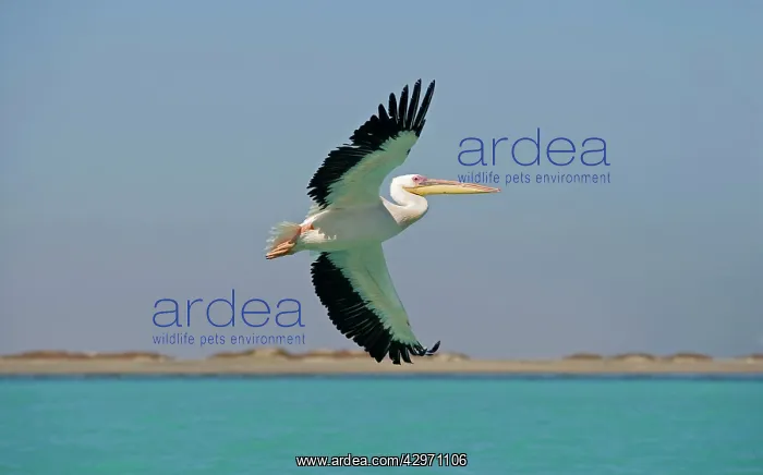 : Great White Pelican - in flight over the ocean : Great White Pelican - in flight over the ocean