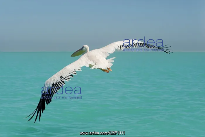: Great White Pelican - in flight over the ocean : Great White Pelican - in flight over the ocean
