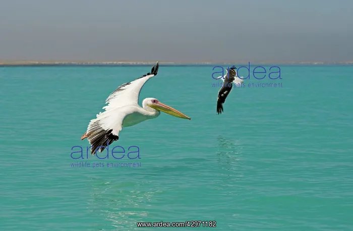 : Great White Pelican - in flight over the ocean : Great White Pelican - in flight over the ocean