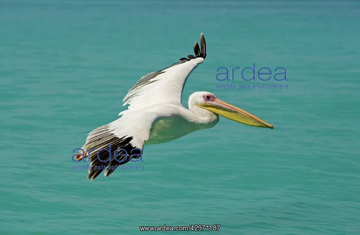 : Great White Pelican - in flight over the ocean : Great White Pelican - in flight over the ocean