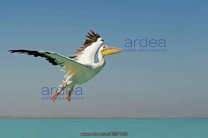 : Great White Pelican - in flight over the ocean : Great White Pelican - in flight over the ocean