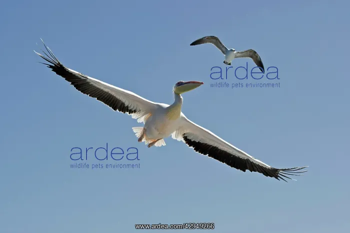 : Great White Pelican - In flight seen from below : Great White Pelican - In flight seen from below