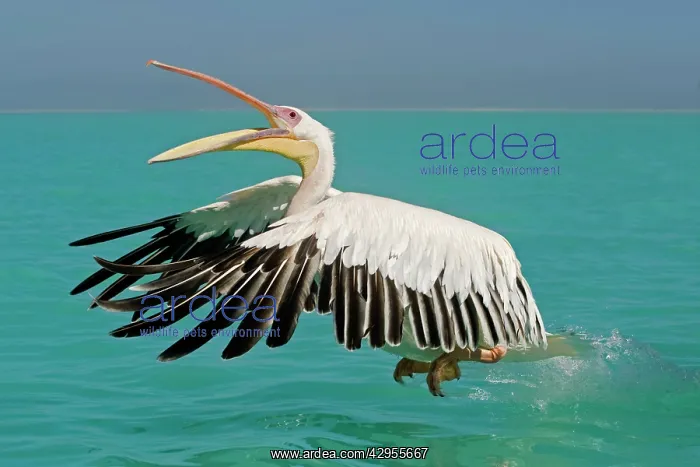 : Great White Pelican - in flight taking off : Great White Pelican - in flight taking off
