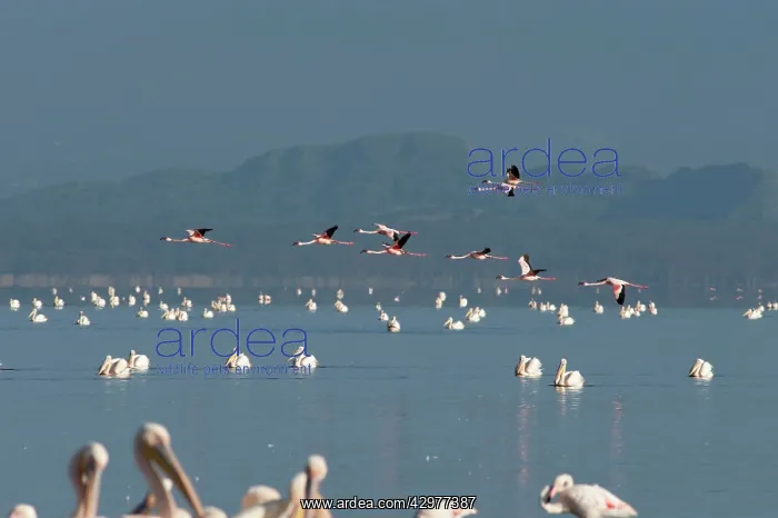 : Great White Pelican - with Greater Flamingos (Phoenicopterus : Great White Pelican - with Greater Flamingos (Phoenicopterus