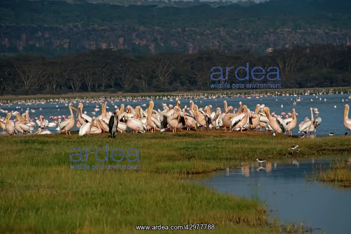 : Great White Pelican - group on lake edge : Great White Pelican - group on lake edge