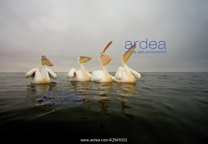 : Great White Pelican - Group portrait - taken from : Great White Pelican - Group portrait - taken from