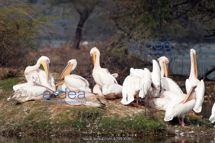 : Great white pelican - Group preening : Great white pelican - Group preening